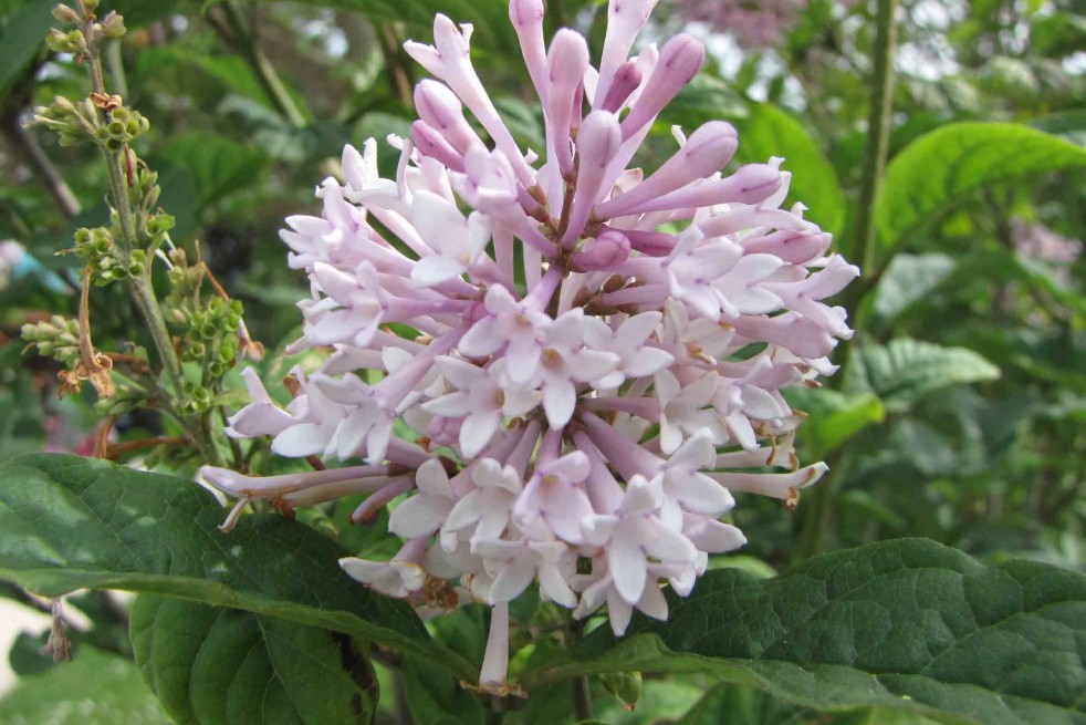 阿橋 HQ, CC BY-SA 2.0 , via Wikimedia Commons 阿橋 HQ, CC BY-SA 2.0 , via Wikimedia Commons