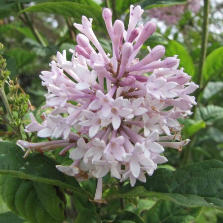 阿橋 HQ, CC BY-SA 2.0 , via Wikimedia Commons