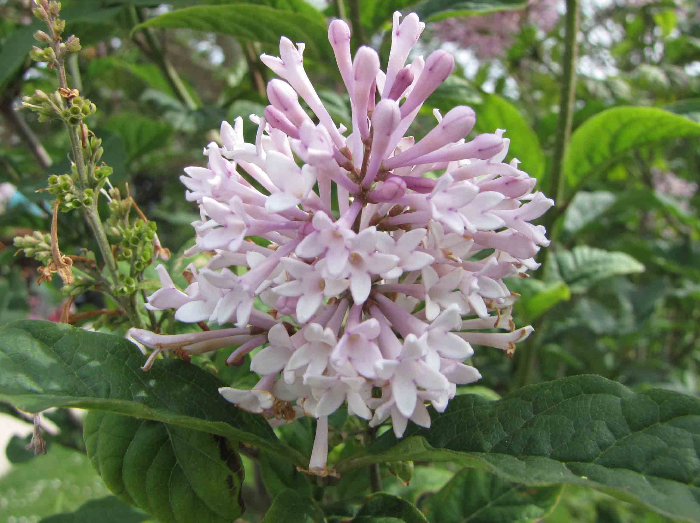 Lilas de Hongrie