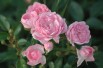 Rosa The Fairy - Jardins du Monde.be