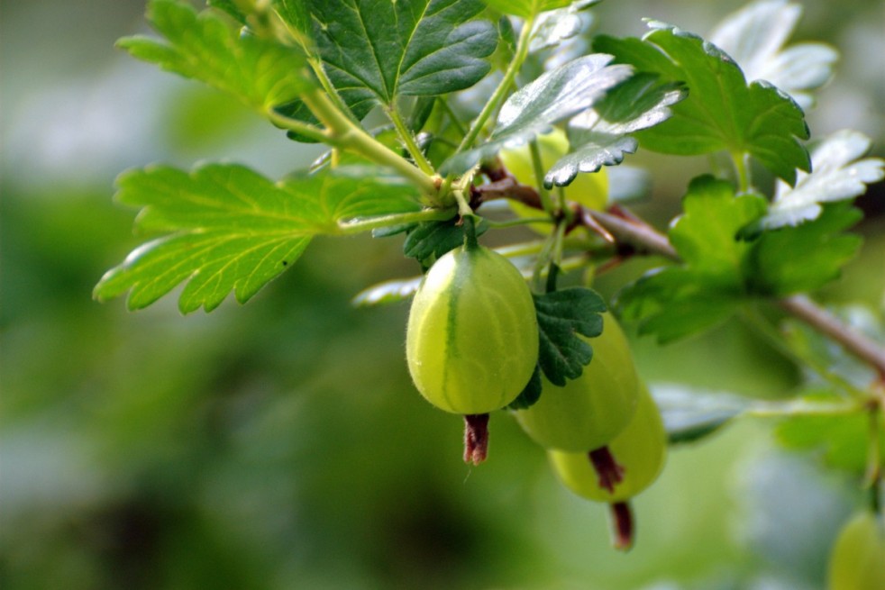 Ribes uva-crispa Invicta - Jardins du Monde.be Ribes uva-crispa Invicta - Jardins du Monde.be