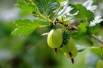 Ribes uva-crispa Invicta - Jardins du Monde.be