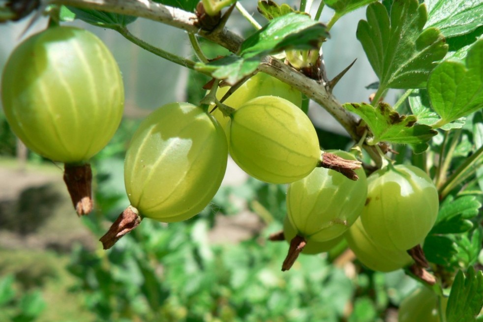 Ribes uva-crispa Invicta - Jardins du Monde.be Ribes uva-crispa Invicta - Jardins du Monde.be