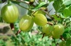 Ribes uva-crispa Invicta - Jardins du Monde.be