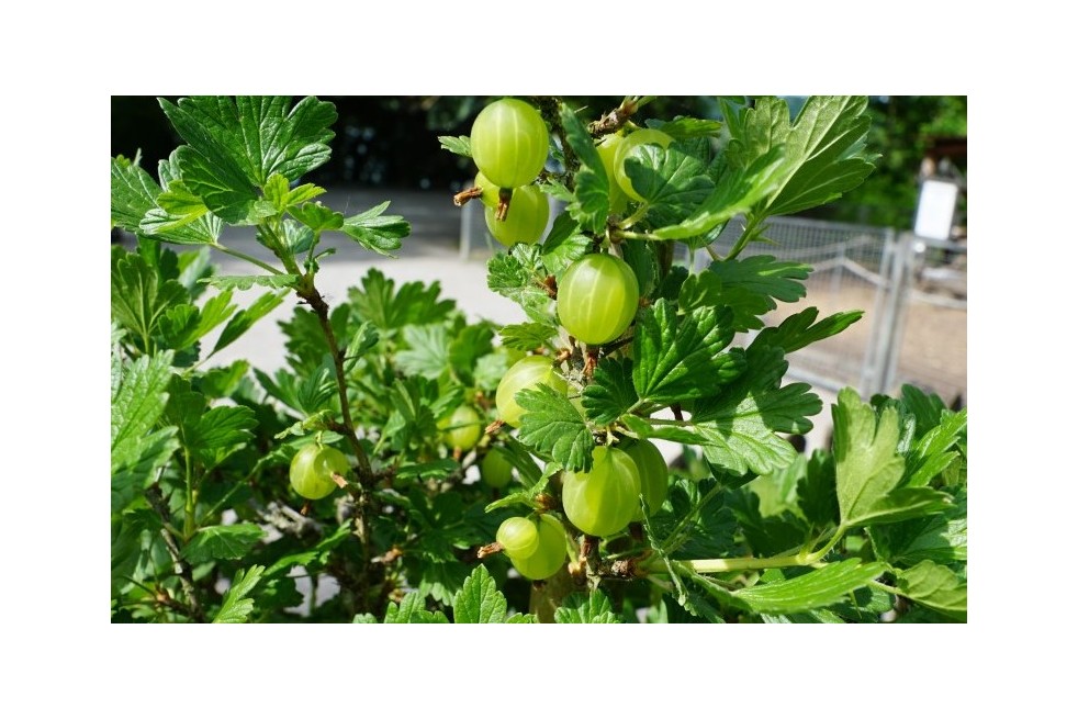 Ribes uva-crispa Invicta - Jardins du Monde.be