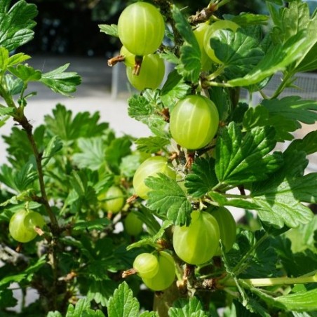 Ribes uva-crispa Invicta - Jardins du Monde.be