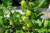 Ribes uva-crispa Invicta - Jardins du Monde.be