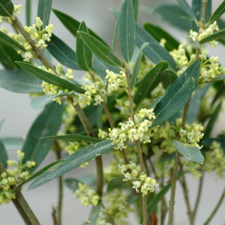 Phillyrea angustifolia - Jardins du Monde.be