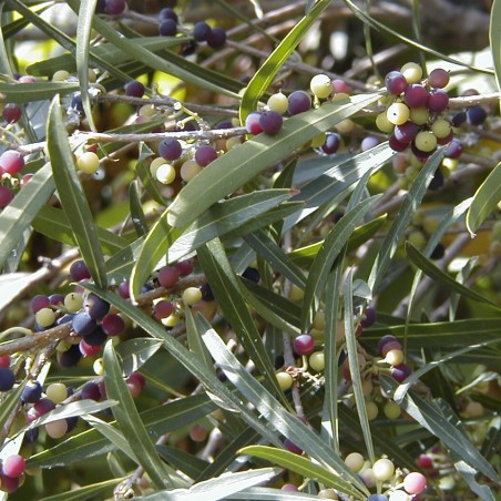 Phillyrea angustifolia - A. BarraI, CC BY-SA 4.0 , via Wikimedia Commons