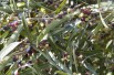 Phillyrea angustifolia - A. BarraI, CC BY-SA 4.0 , via Wikimedia Commons