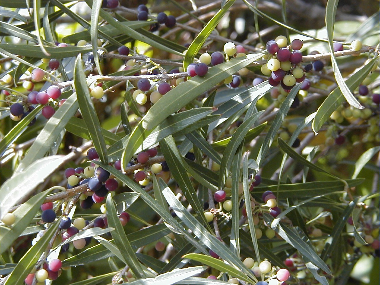 Narrow-leaved mock privet