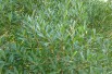 Phillyrea angustifolia - James Steakley, CC BY-SA 3.0, via Wikimedia Commons