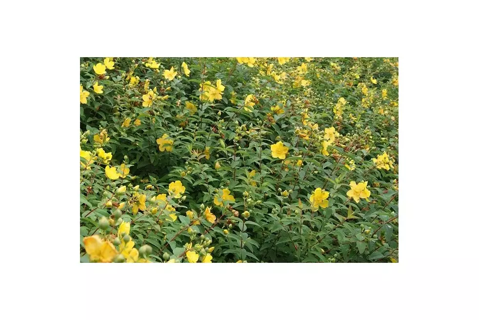 Hypericum Hidcote - Jardins du Monde.be