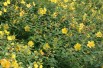 Hypericum Hidcote - Jardins du Monde.be Hypericum Hidcote - Jardins du Monde.be