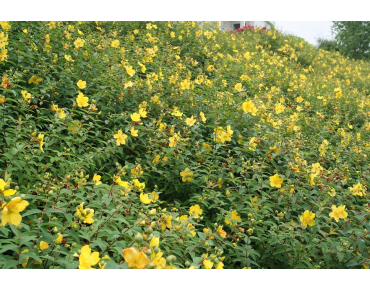 Hypericum Hidcote - Jardins du Monde.be
