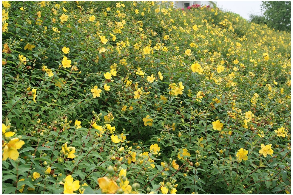 Hypericum Hidcote - Jardins du Monde.be