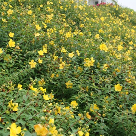 Hypericum Hidcote - Jardins du Monde.be