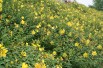 Hypericum Hidcote - Jardins du Monde.be