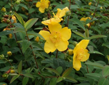 Hypericum Hidcote - Jardins du Monde.be
