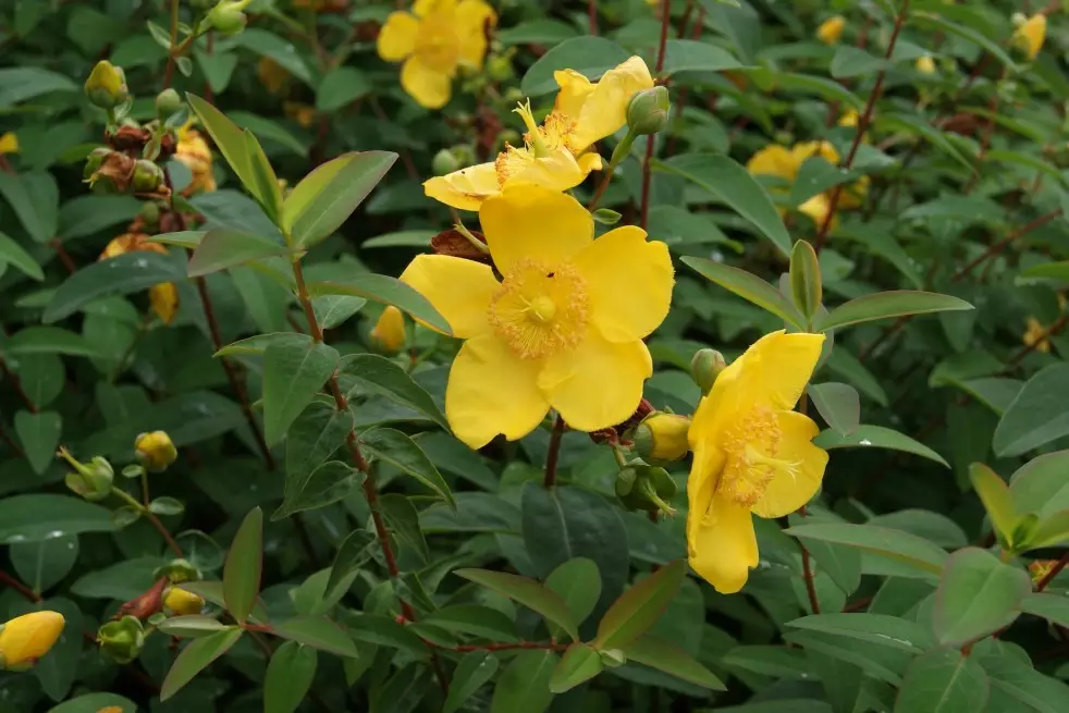 Hypericum Hidcote - Jardins du Monde.be