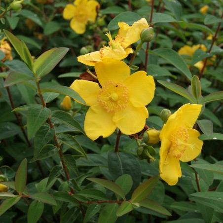 Hypericum Hidcote - Jardins du Monde.be