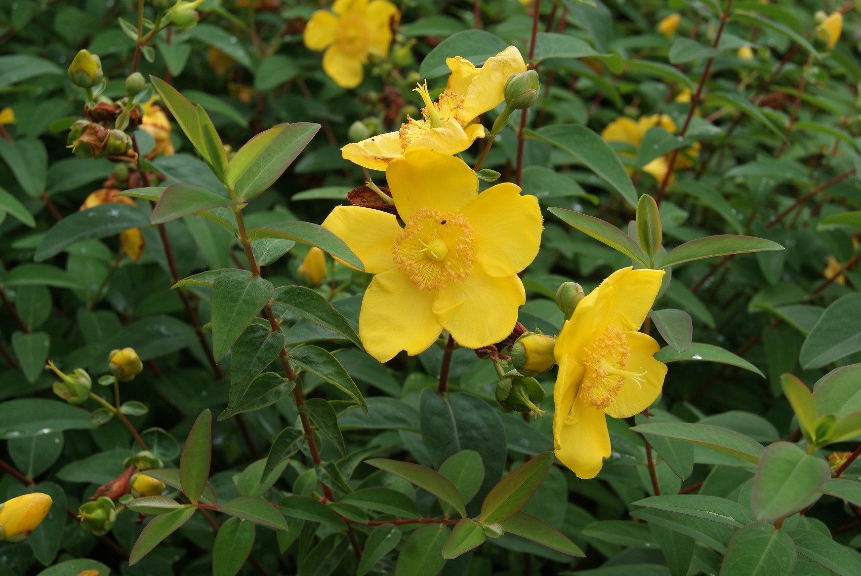 St John's wort