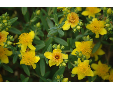 Hypericum kalmianum - Jardins du Monde.be