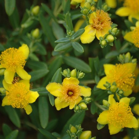 Hypericum kalmianum - Jardins du Monde.be