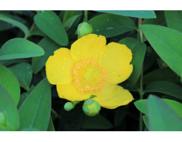 Hertshooi - Hypericum Hidcote