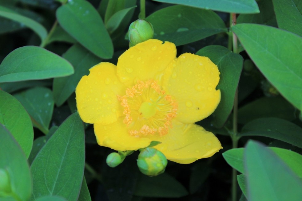 Hypericum Hidcote - Jardins du Monde.be