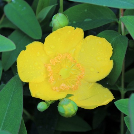 Hypericum Hidcote - Jardins du Monde.be