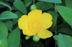 Hypericum Hidcote - Jardins du Monde.be Hypericum Hidcote - Jardins du Monde.be