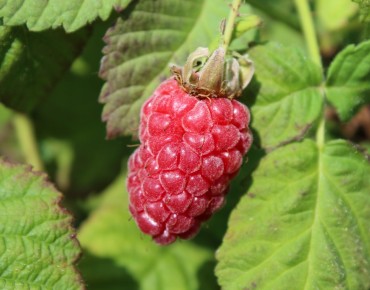 Rubus Tayberry - Jardins du Monde.be