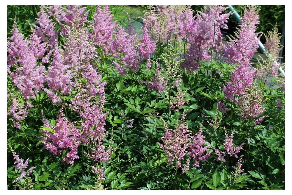 Astilbe Amerika - Jardins du Monde.be Astilbe Amerika - Jardins du Monde.be