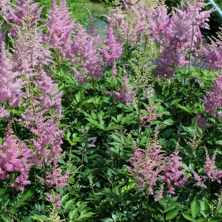 Astilbe Amerika - Jardins du Monde.be