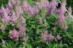 Astilbe Amerika - Jardins du Monde.be