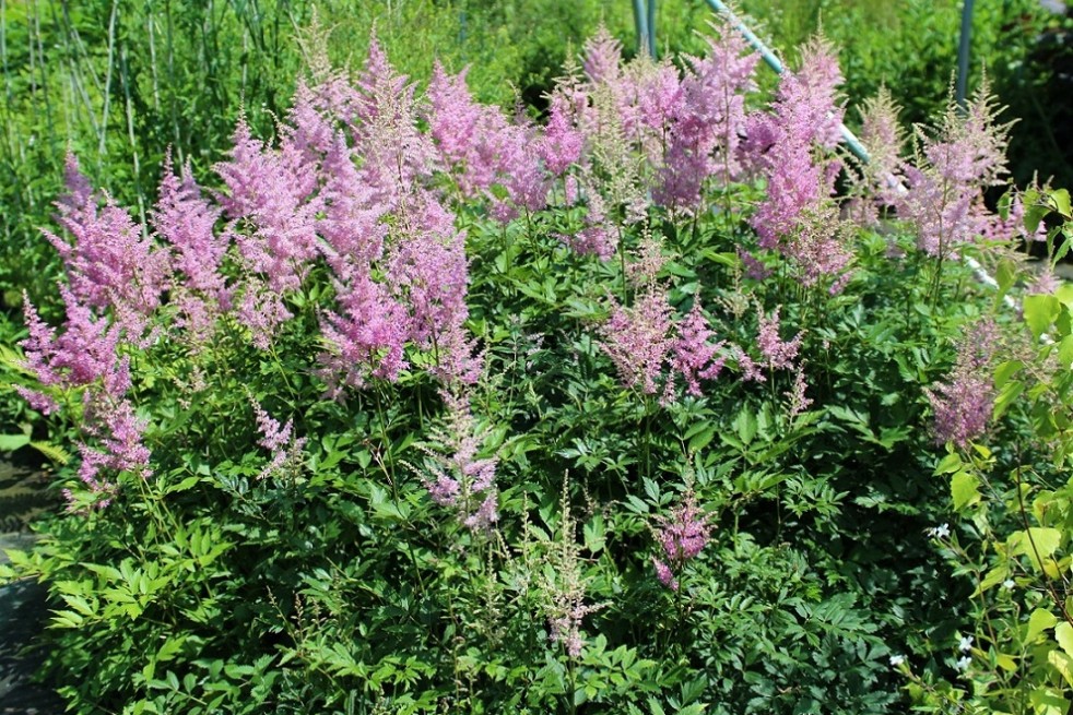 Astilbe Amerika - Jardins du Monde.be Astilbe Amerika - Jardins du Monde.be