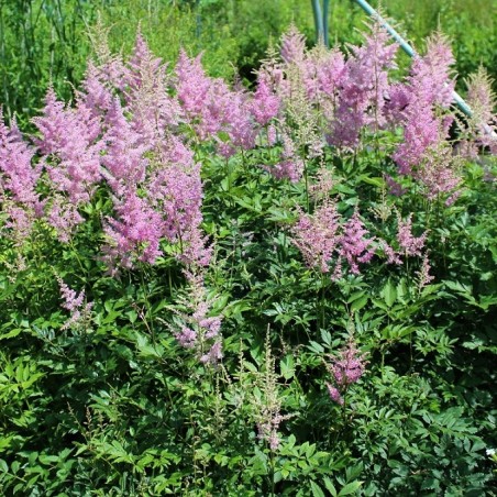 Astilbe Amerika - Jardins du Monde.be