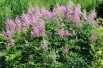 Astilbe Amerika - Jardins du Monde.be Astilbe Amerika - Jardins du Monde.be