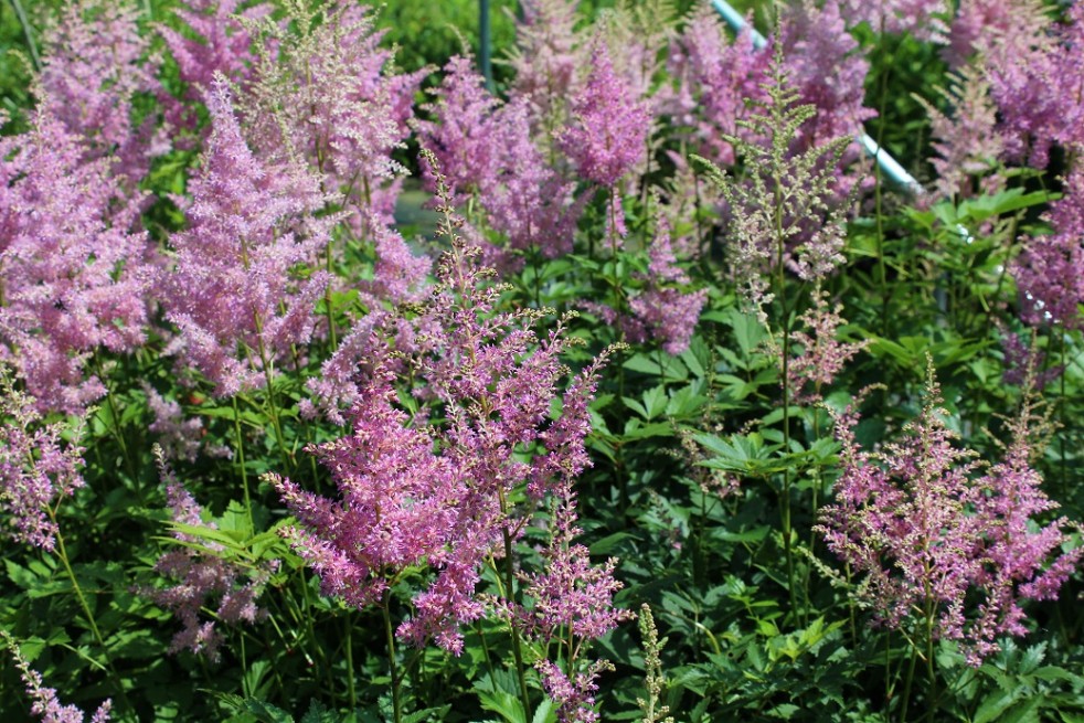 Astilbe Amerika - Jardins du Monde.be Astilbe Amerika - Jardins du Monde.be