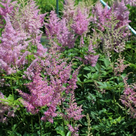 Astilbe Amerika - Jardins du Monde.be