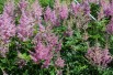 Astilbe Amerika - Jardins du Monde.be