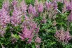 Astilbe Amerika - Jardins du Monde.be Astilbe Amerika - Jardins du Monde.be