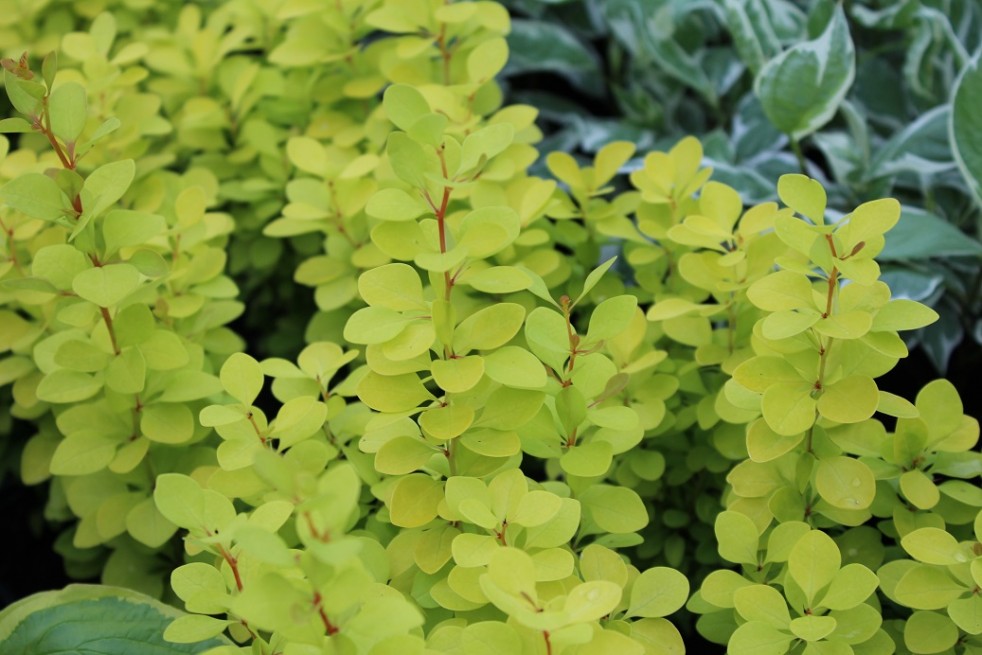 Berberis thunbergii Maria - Jardins du Monde.be