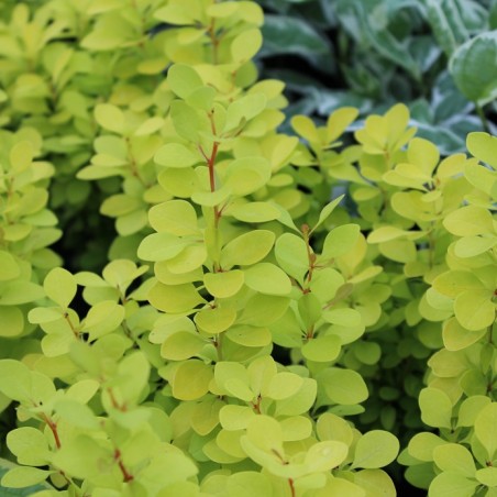 Berberis thunbergii Maria - Jardins du Monde.be