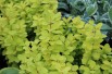 Berberis thunbergii Maria - Jardins du Monde.be
