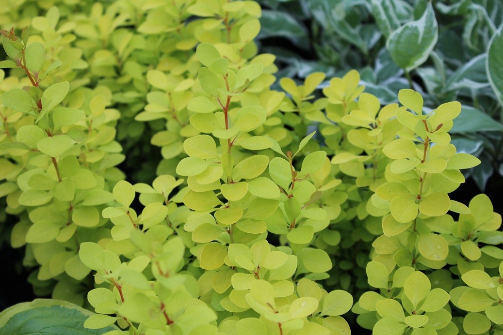Japanese Barberry Maria®