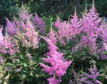 Astilbe Amerika - Jardins du Monde.be
