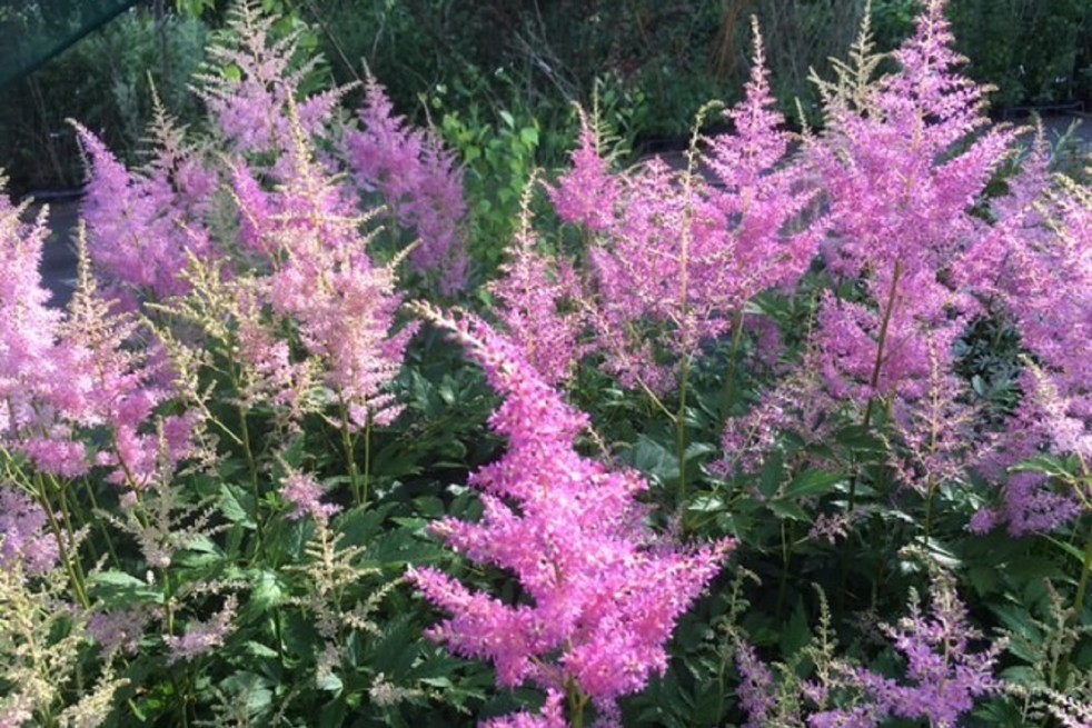 Astilbe Amerika - Jardins du Monde.be