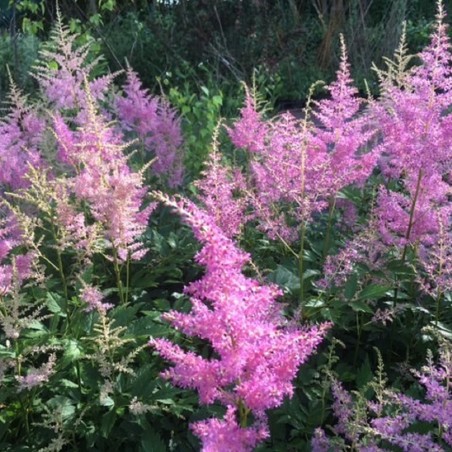 Astilbe Amerika - Jardins du Monde.be
